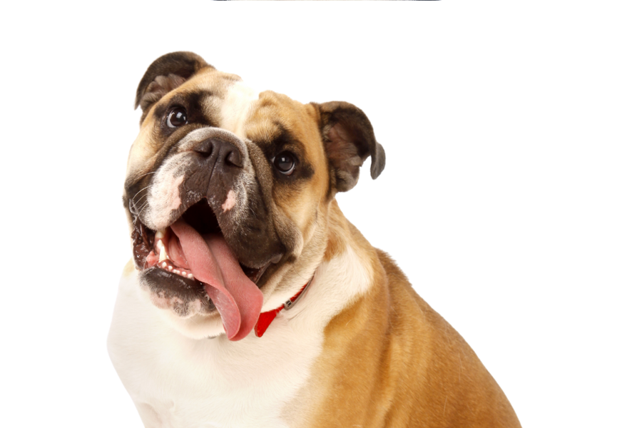 Duke of Dogdom dog cologne