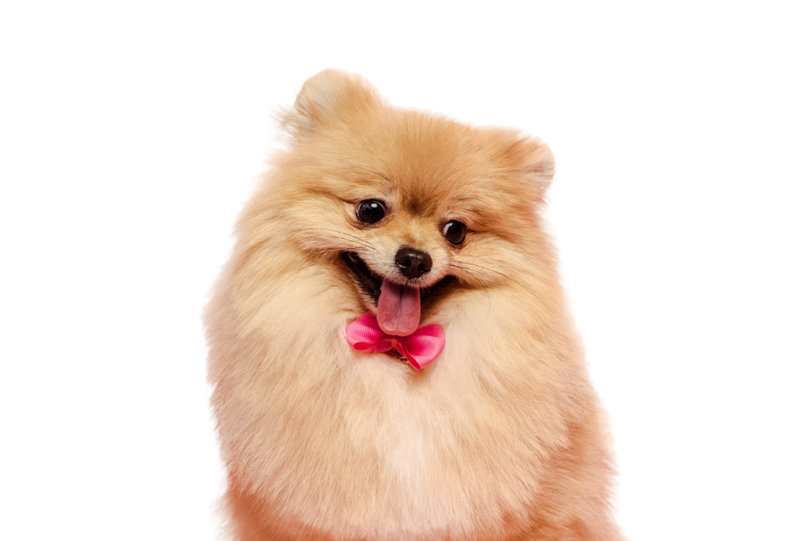 Queen Bitch dog cologne