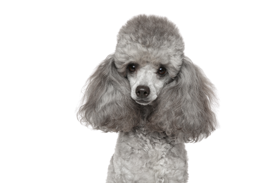 Wiggle Waggle dog cologne