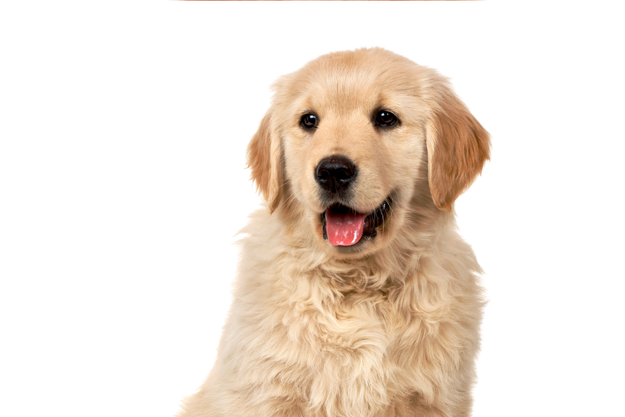 Woofer Whispers dog cologne