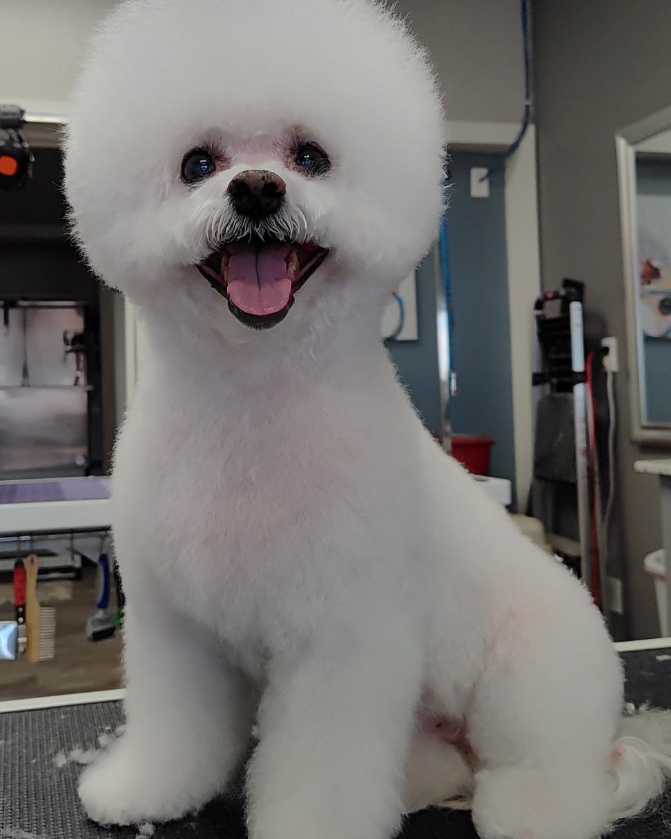 Freshly groomed white dog