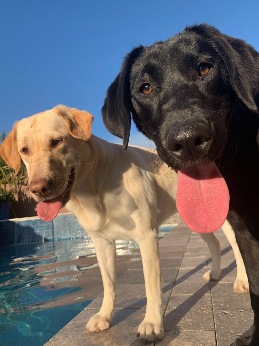 Happy dog