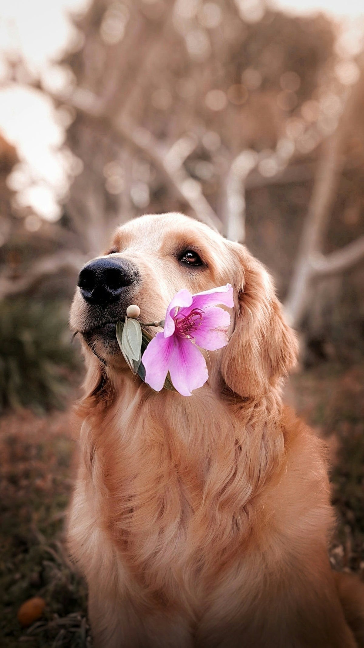 Golden retriever holding a pink flower
