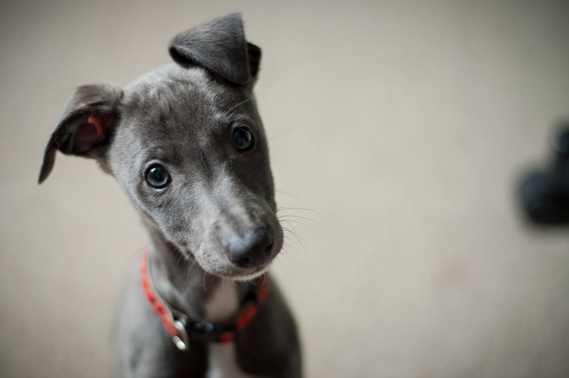 Curious grey puppy tilting its head