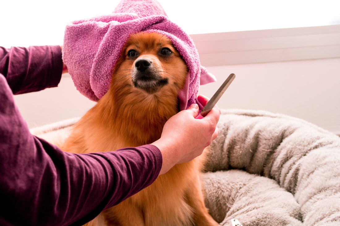 Dog groomer