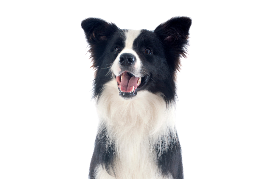 Bark & Bravado dog cologne